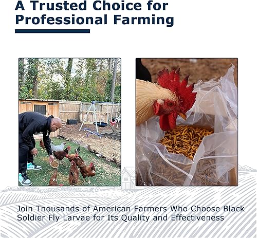 Miniatura 7 de Alimento para pollo rico en nutrientes larvas secas de mosca soldado negro de 1 libra, 100% natural, 85 veces más calcio que los gusanos de la