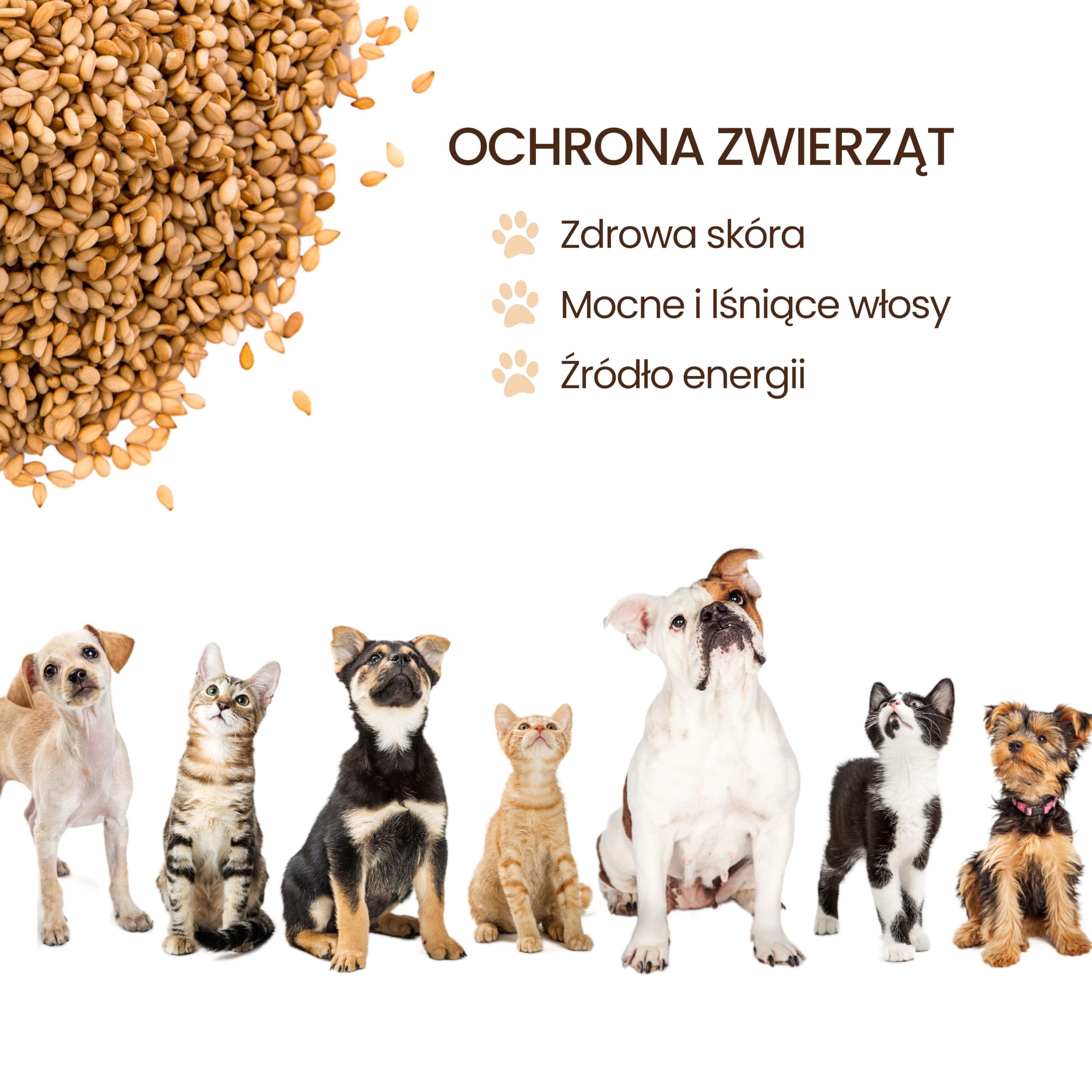 bleu & marine Bretania - Naturalny Olej Lniany dla Konie i Psy | Wspomaga Trawienie | Zapewnia Błyszczące Futro | Zrównoważone Karmienie | Przeciwzapalne Właściwości, 5000 ml