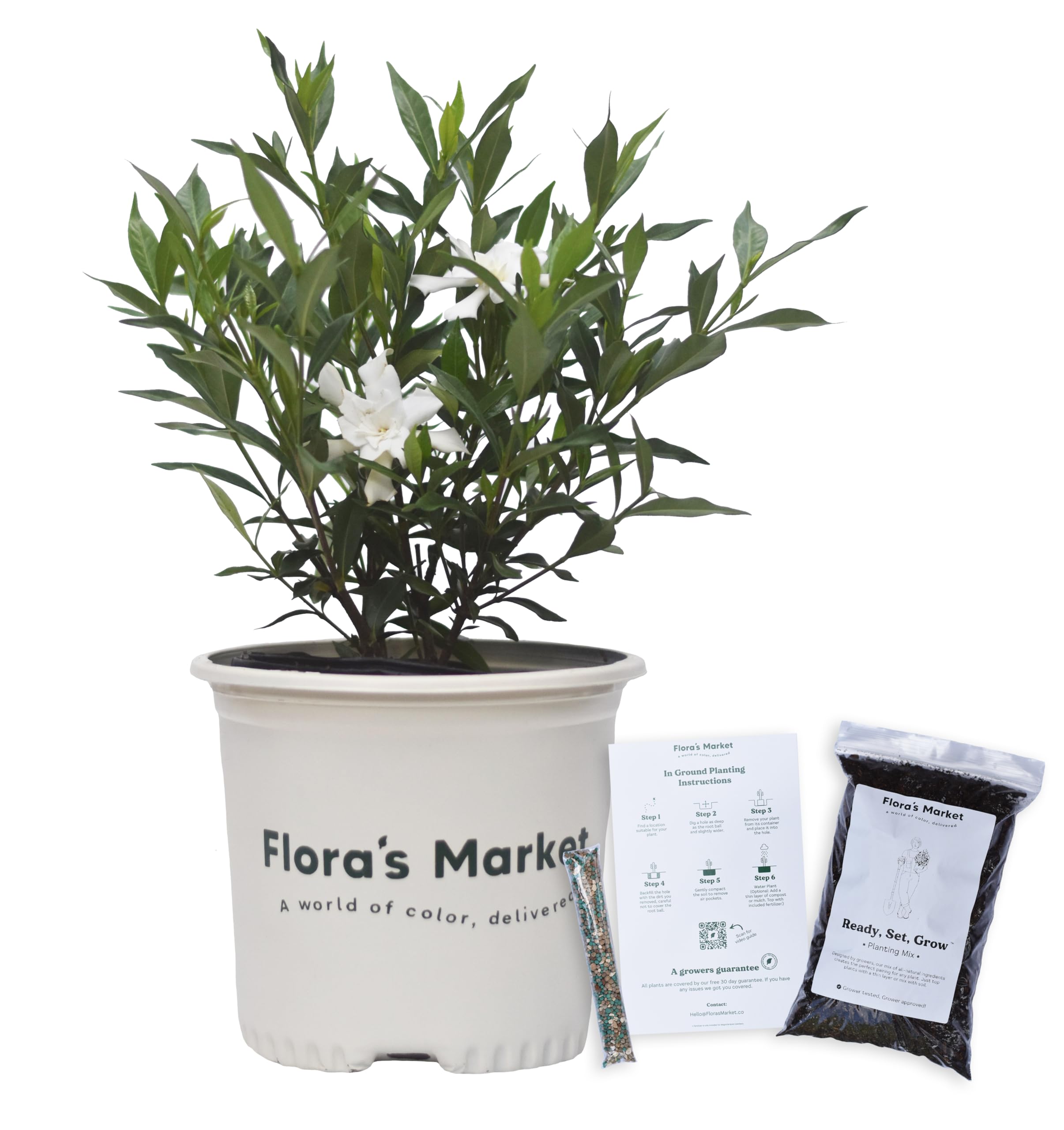 Flora's Market Frostproof Gardenia