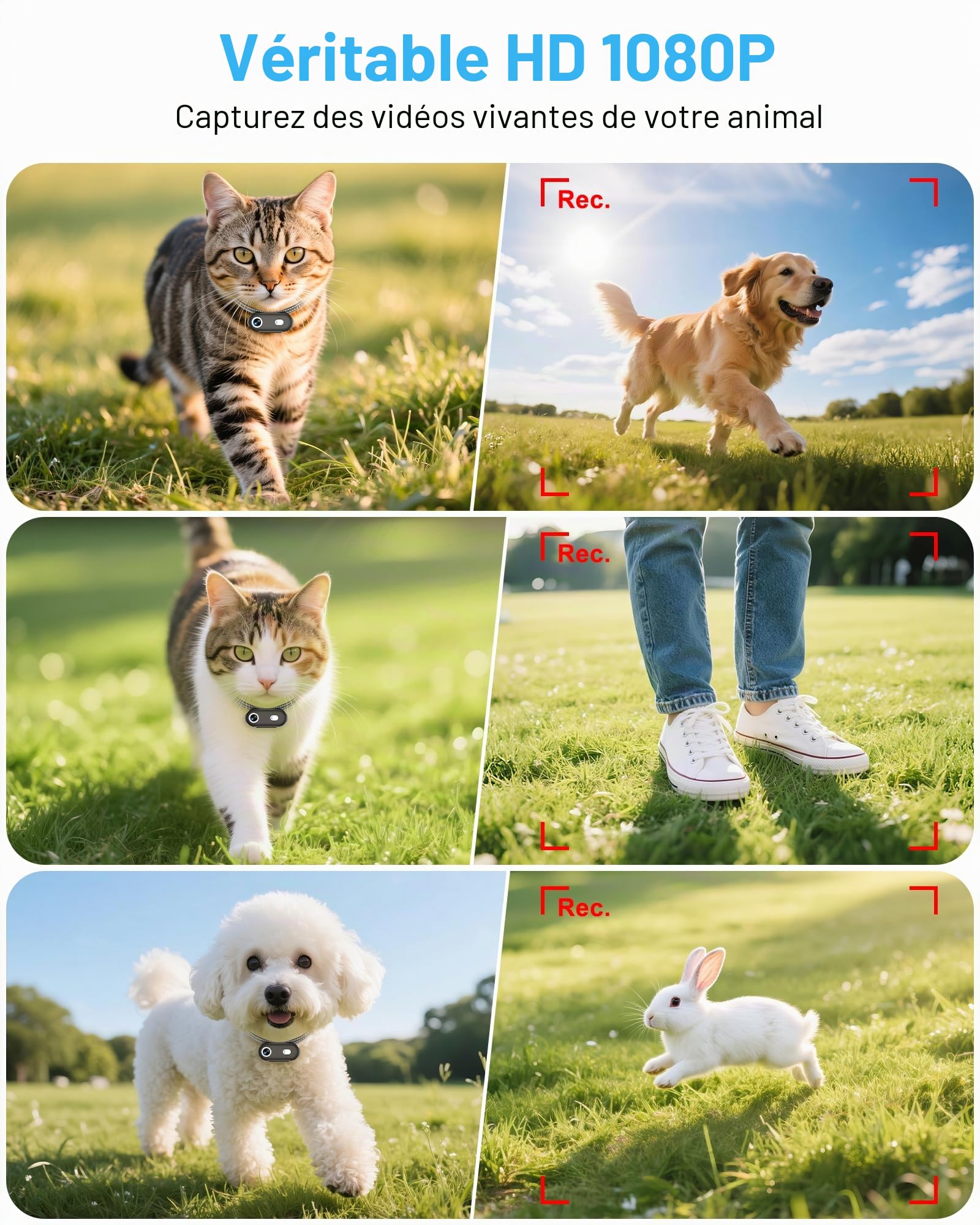 Collier pour caméra pour chat avec application pour téléphone, enregistrement vidéo HD 1080p, caméra POV pour chiens et grands chats, collier sans fil avec visualisation de l'application (collier XS)