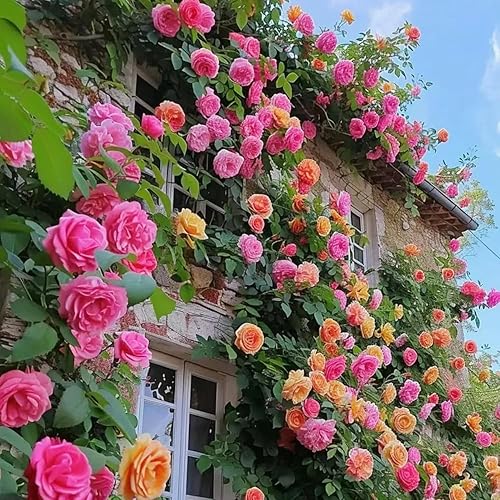 Miniatura 5 de Más de 300 semillas de rosas trepadoras para plantar, raras variadas trepadoras, rosas rosadas, arbustos, vid, sin OMG, semillas de reliquia, flores