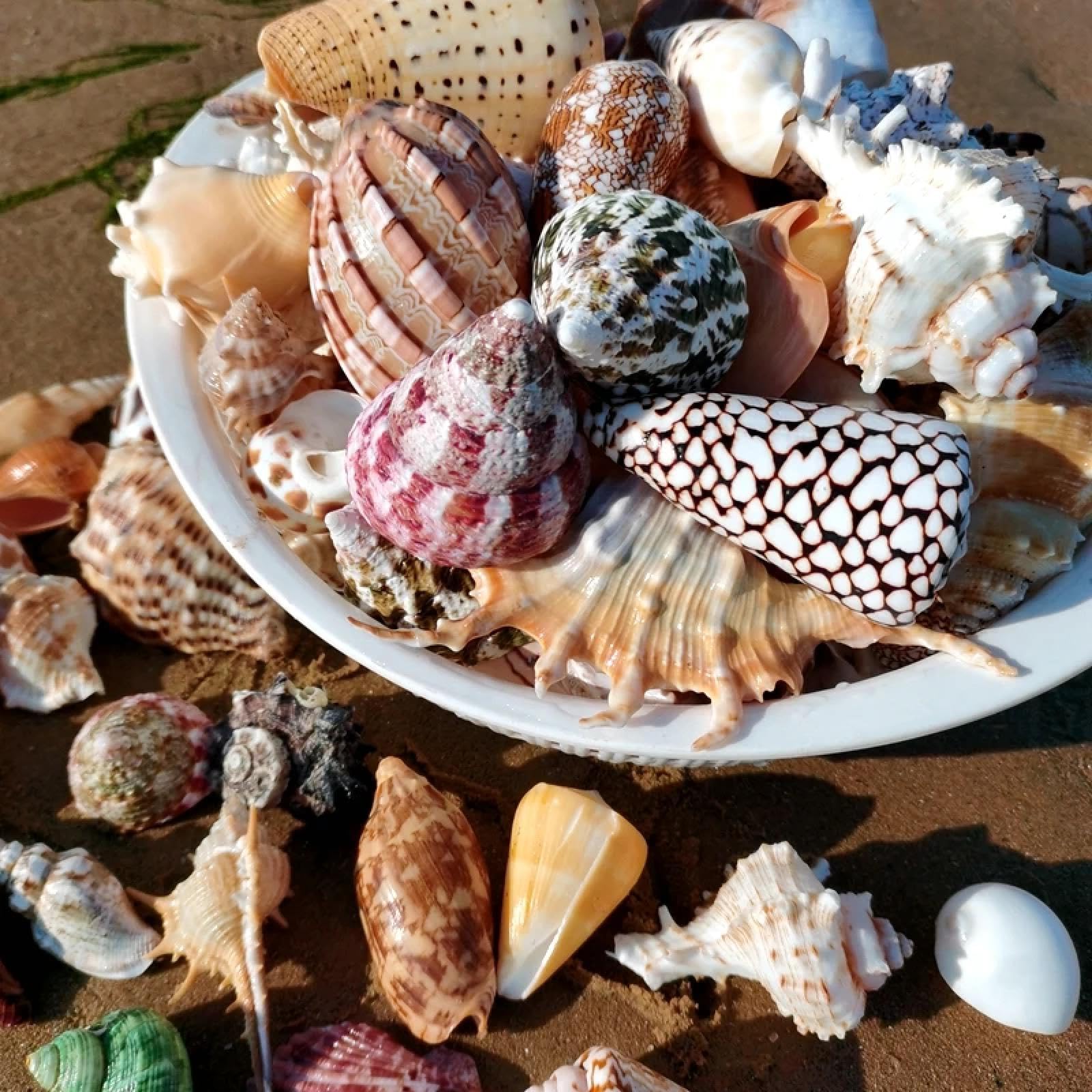 Conchiglie per artigianato, 6 pezzi di conchiglie naturali per acquario, eremita, granchio, materiale per la casa, ornamenti per la casa, regalo, 5-10 cm