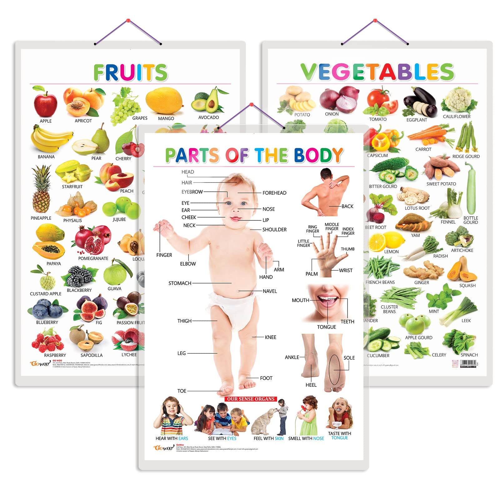 Set of 3 Fruits, Vegetables and Parts of the Body Early Learning Educational Charts for Kids | 20"X30" inch |Non-Tearable and Waterproof | Double Sided Laminated | Perfect for Homeschooling, Kindergarten and Nursery Students