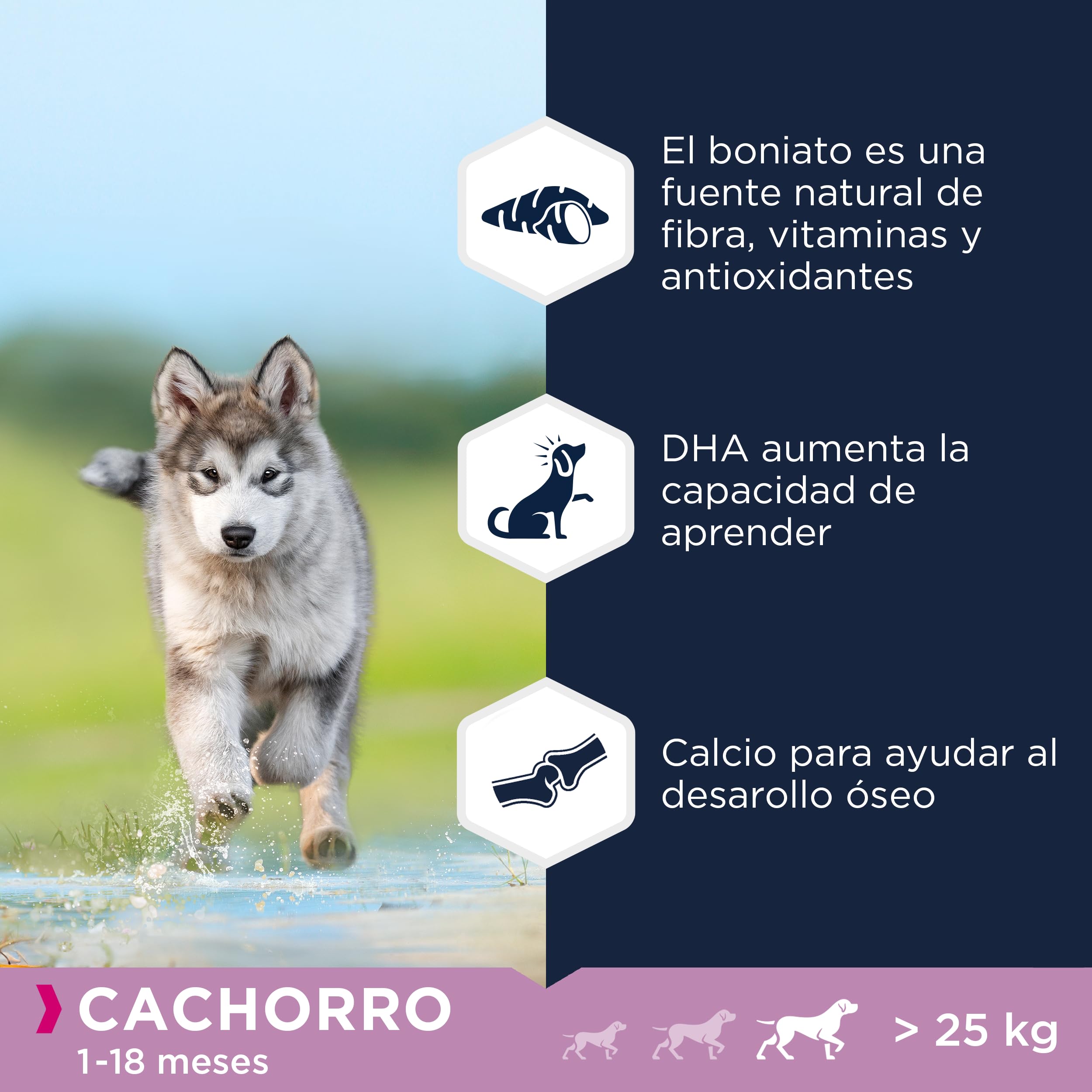 EUKANUBA Grain Free * Alimento para cachorros de razas grandes, rico en cordero, 12kg