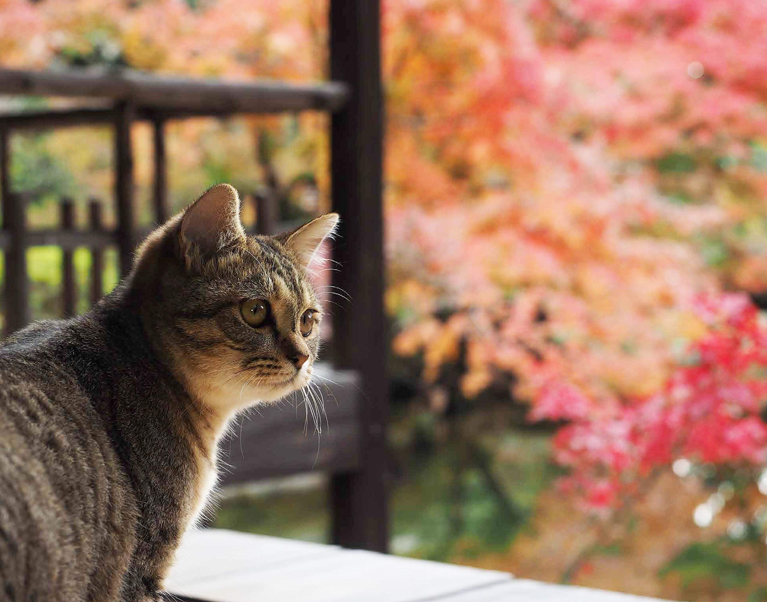 ルグループ あやさん専用 岩合光昭 季節のねこ クリアファイルカレンダー コンプリー