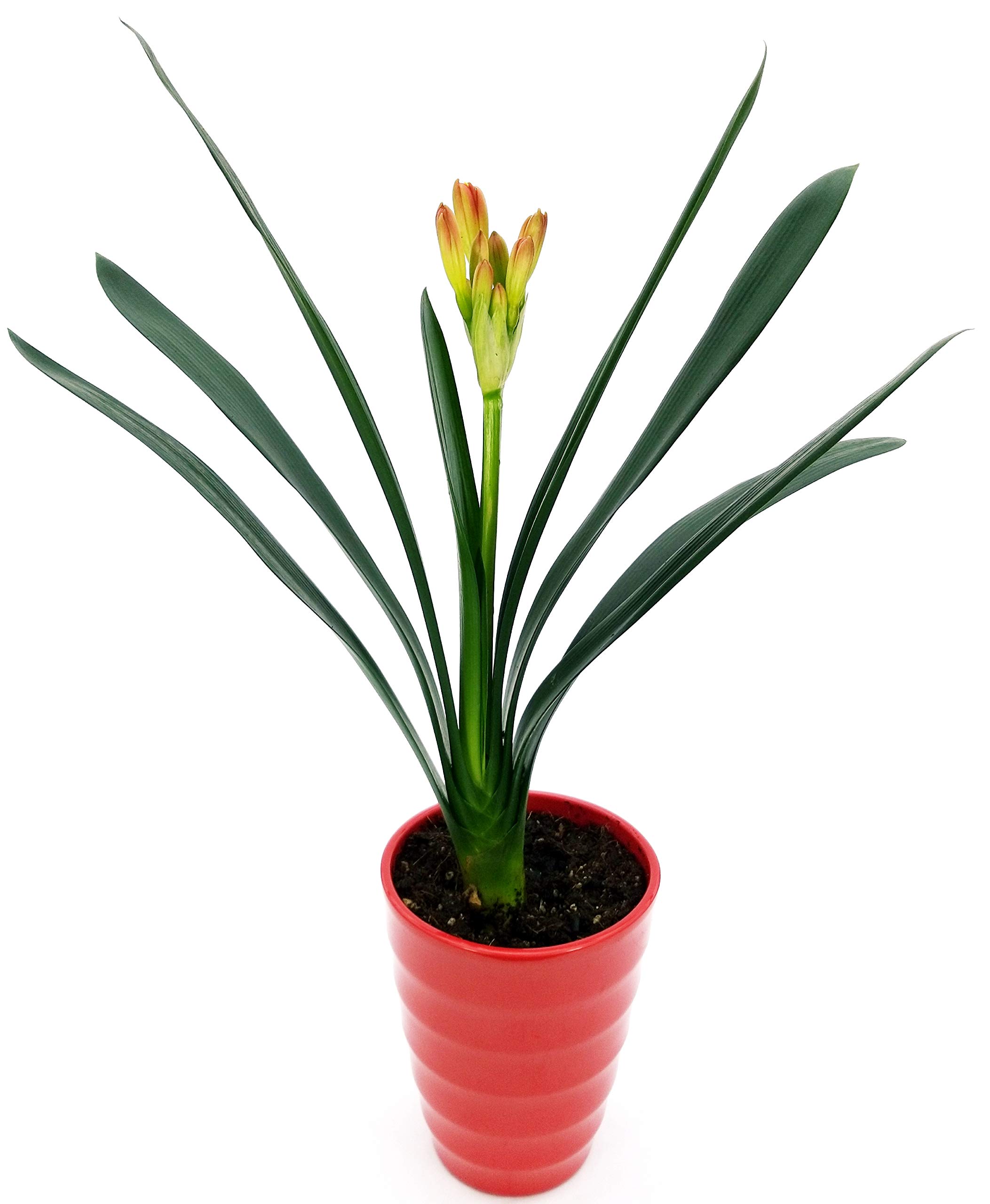 POWERS TO FLOWERS: Fockea Edulis In Vaso Ceramica Rossa – Pianta Succulenta VERA Con Caudice