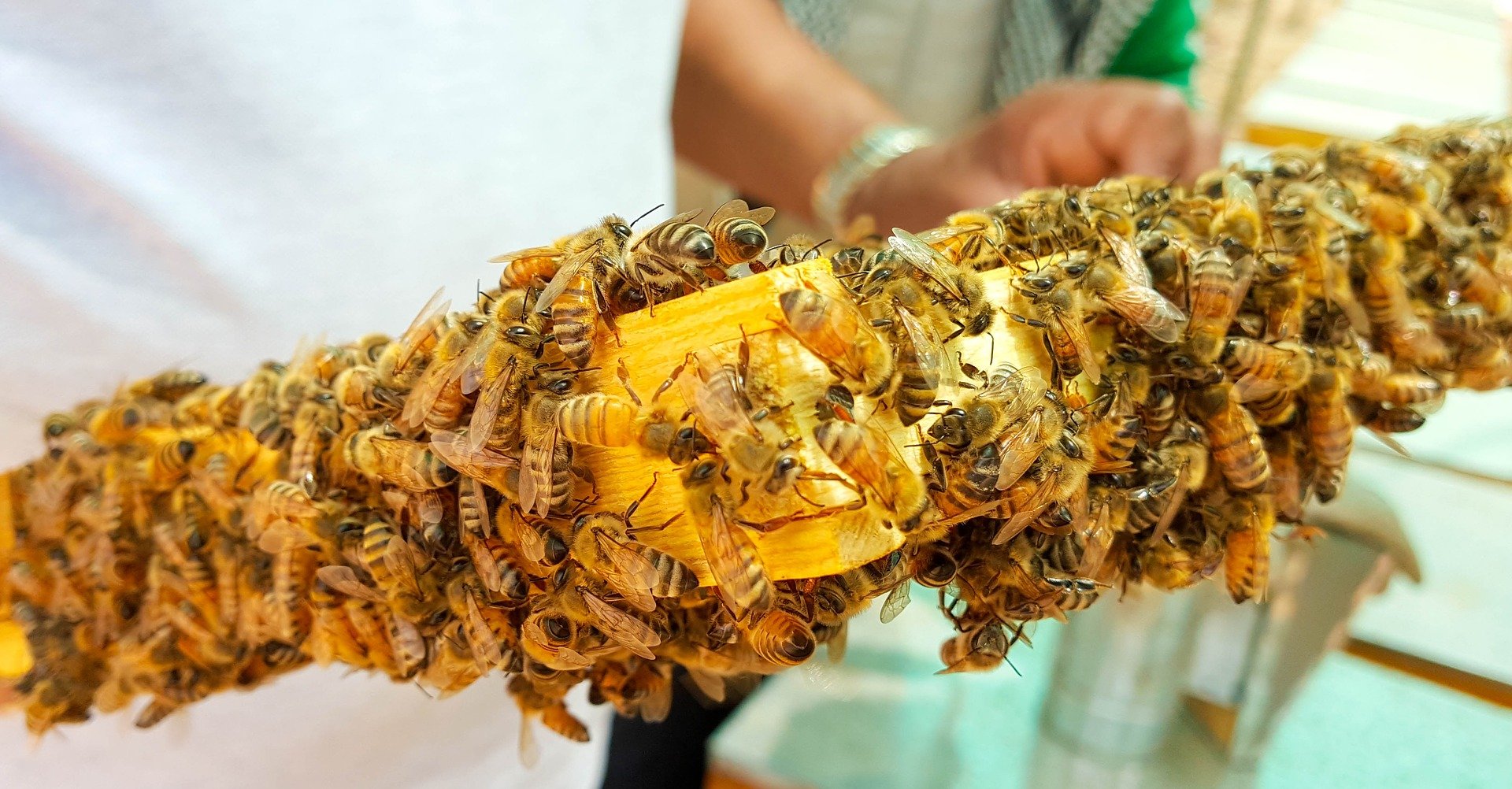 Propolis von ImkerPur, 100g, antibakteriell, rückstandsfrei, direkt vom Bienenstand (Propolis roh (in Stücken))