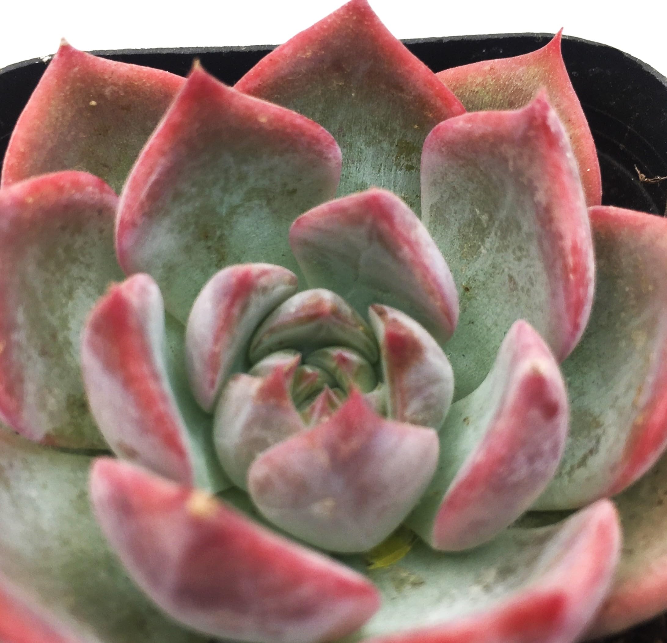 Amazon.co.jp: キャロライン 多肉植物 7.5㎝ポット エケベリア 根付苗
