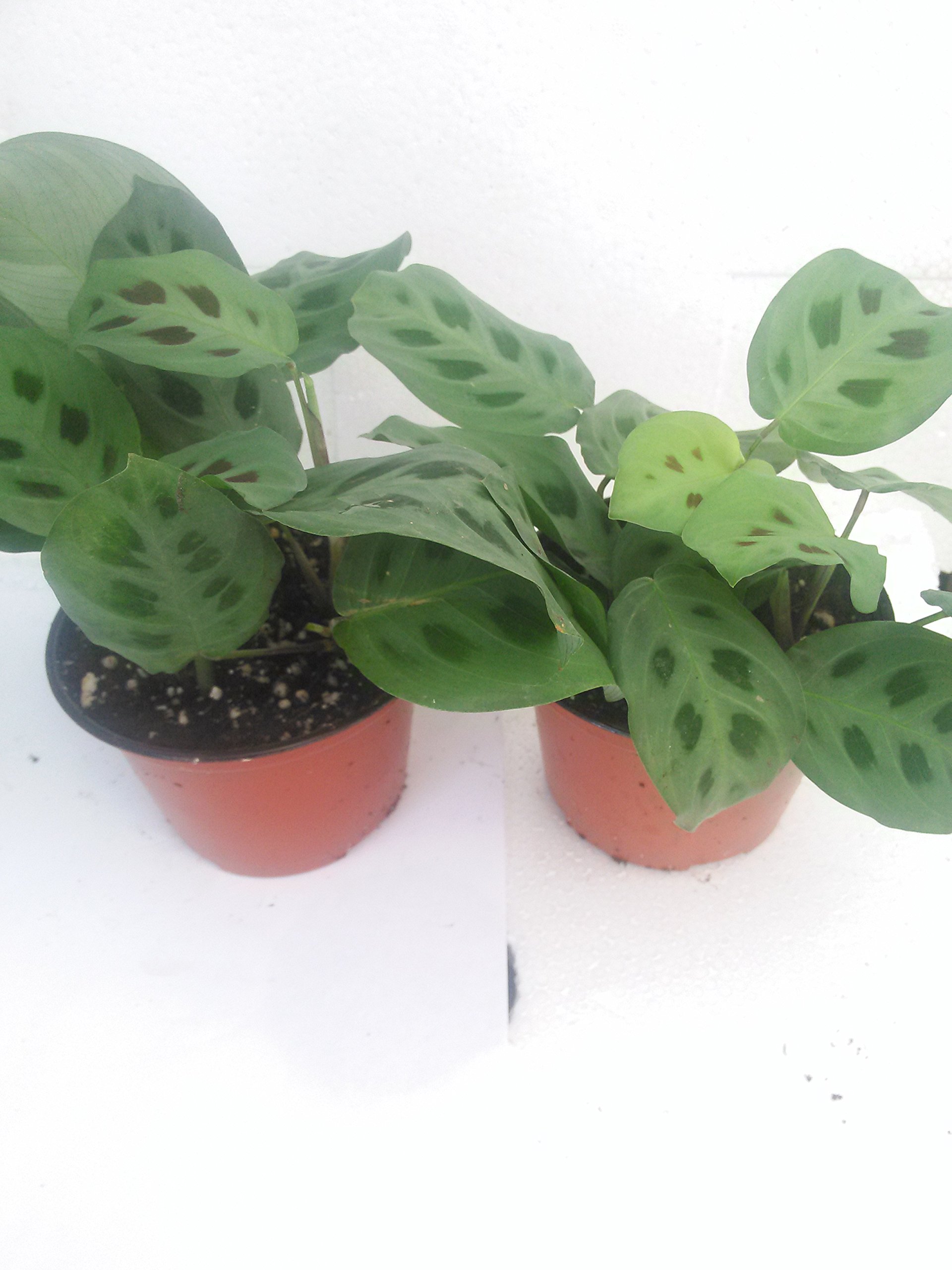 Two Green Prayer Plant