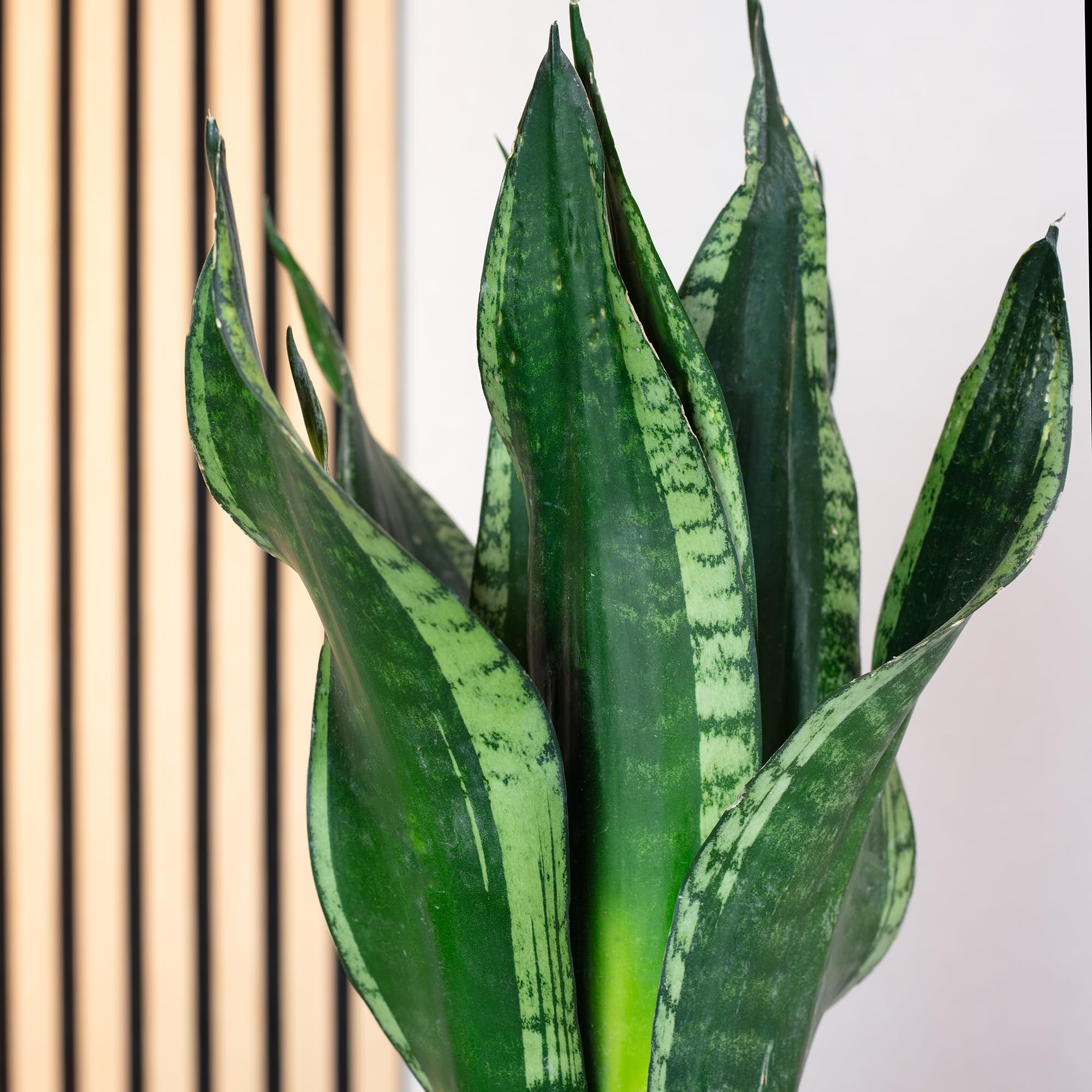 Sansevière - Planta de interior de fácil cuidado, Sansevieria trifasciata Black Coral - Altura aprox. 35 cm, maceta de 12 cm de diámetro