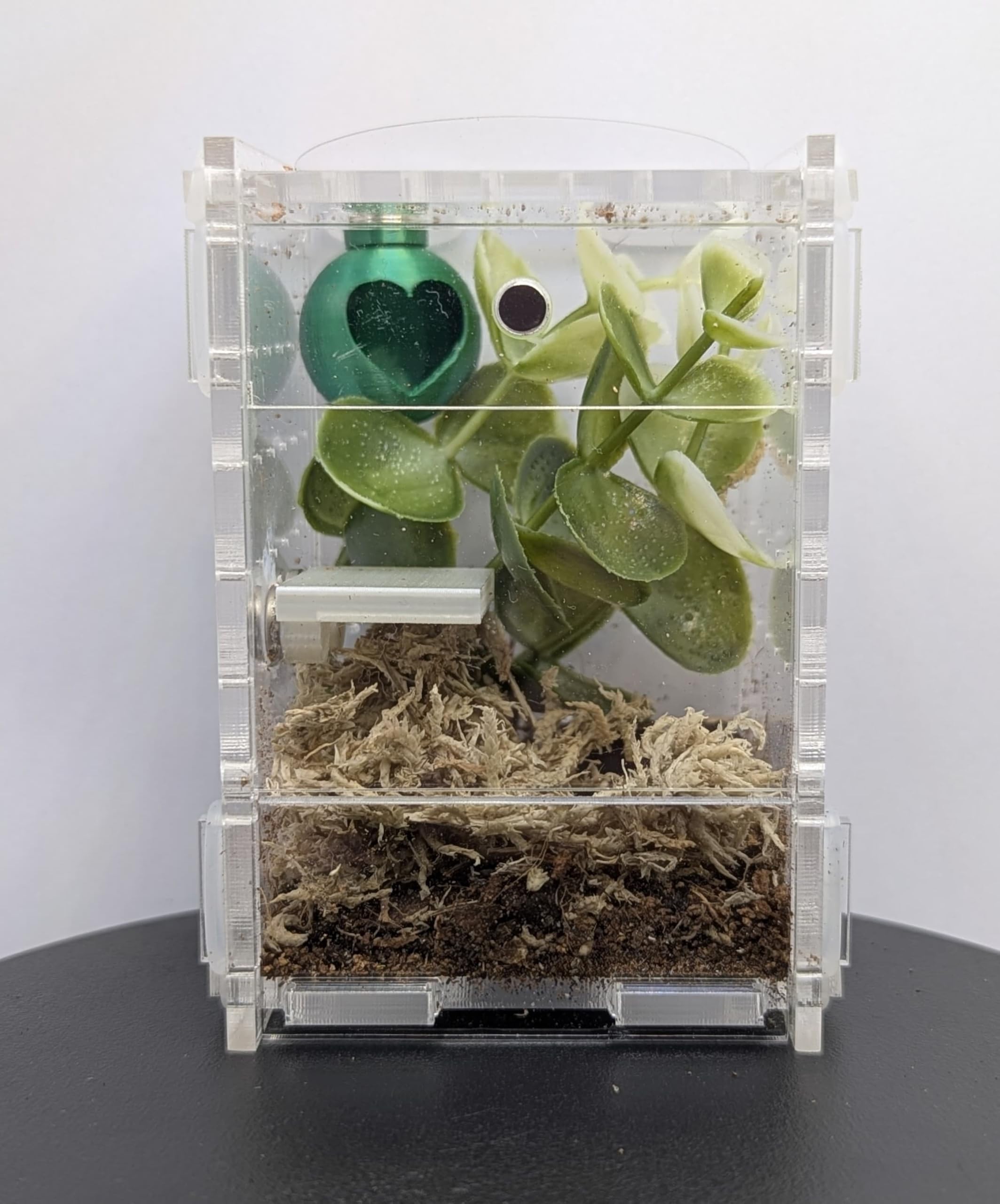 Jumping Spider Enclosure Starter Kit! Full setup, sling, pet jumping spider, front opening, secure. Invert friendly! (Green)