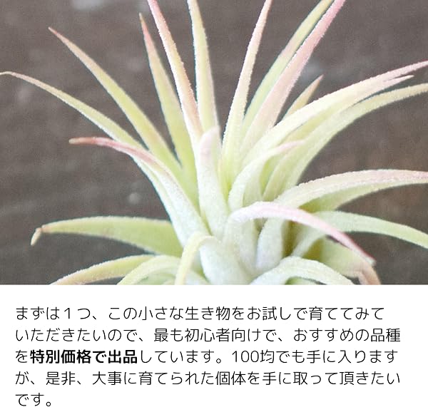 エアプランツ チランジア エアープランツ (イオナンタS) - 2