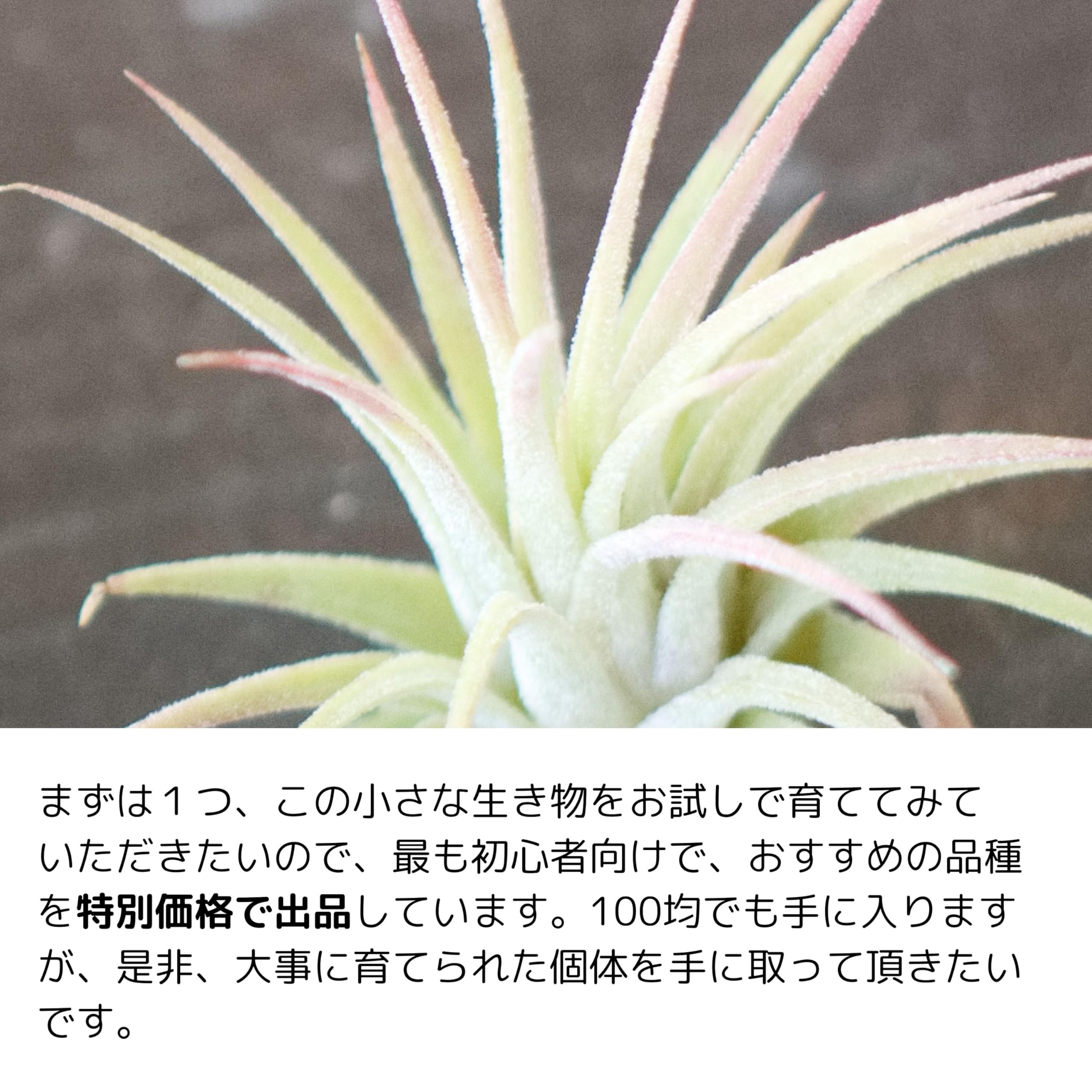 希少！イオナンタ ロケット/エアプランツ/エアープランツ 楽天市場】花芽終了・小株付 エアプランツ チランジア