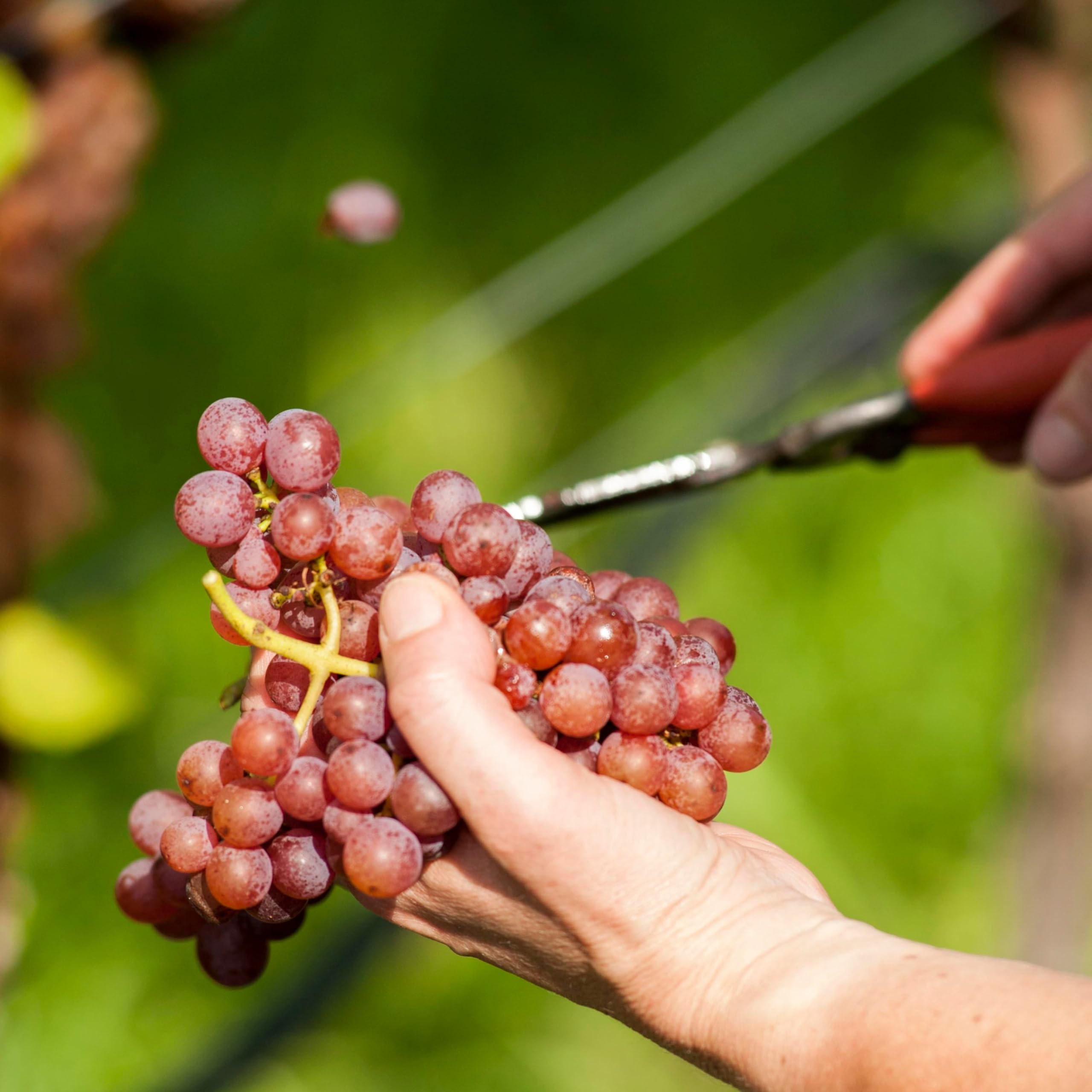 Kellerei Kaltern Lagrein Südtirol Wein trocken (1 x 0.75 l) (Packung mit 6)
