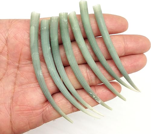 PEPPERLONELY 10 piezas de conchas marinas de colmillo verde liso, manualidades de decoración náutica de boda en la playa, 2-14 pulgadas  2-34 disponible en Yaxa El Salvador