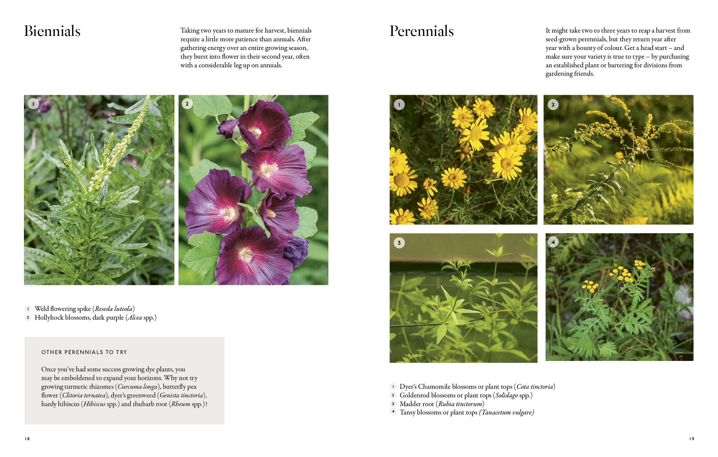 From Plant to Pigment: How to make your own vibrant inks, pastels and paints
