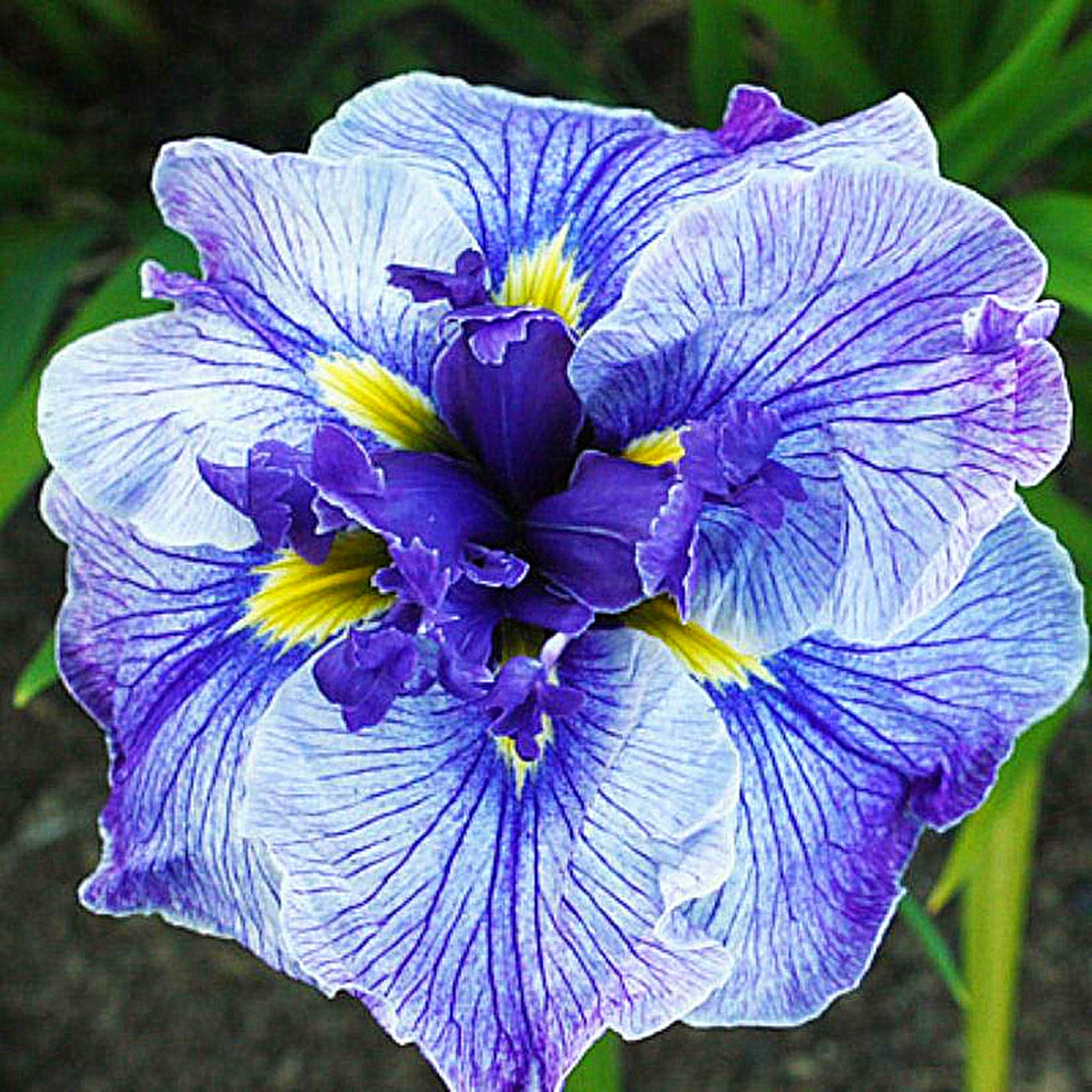 Bearded Iris Bulbs for Planting,Bearded Iris,Bearded Iris Bulbs Mix,Excellent Display,Indoor Perennial,Balcony Garden Bulbs,Flowering Rhizome-3bulbs-F