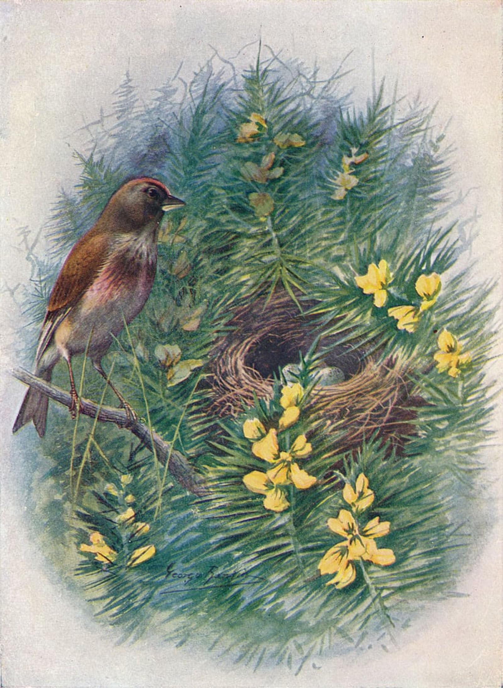 ARTXLXXBN Famous Painting Canvas Artwork Graffiti Print Linnet Linota Cannabina by George Rankin Portrait Canvas Image for Home Decor 60x90cm