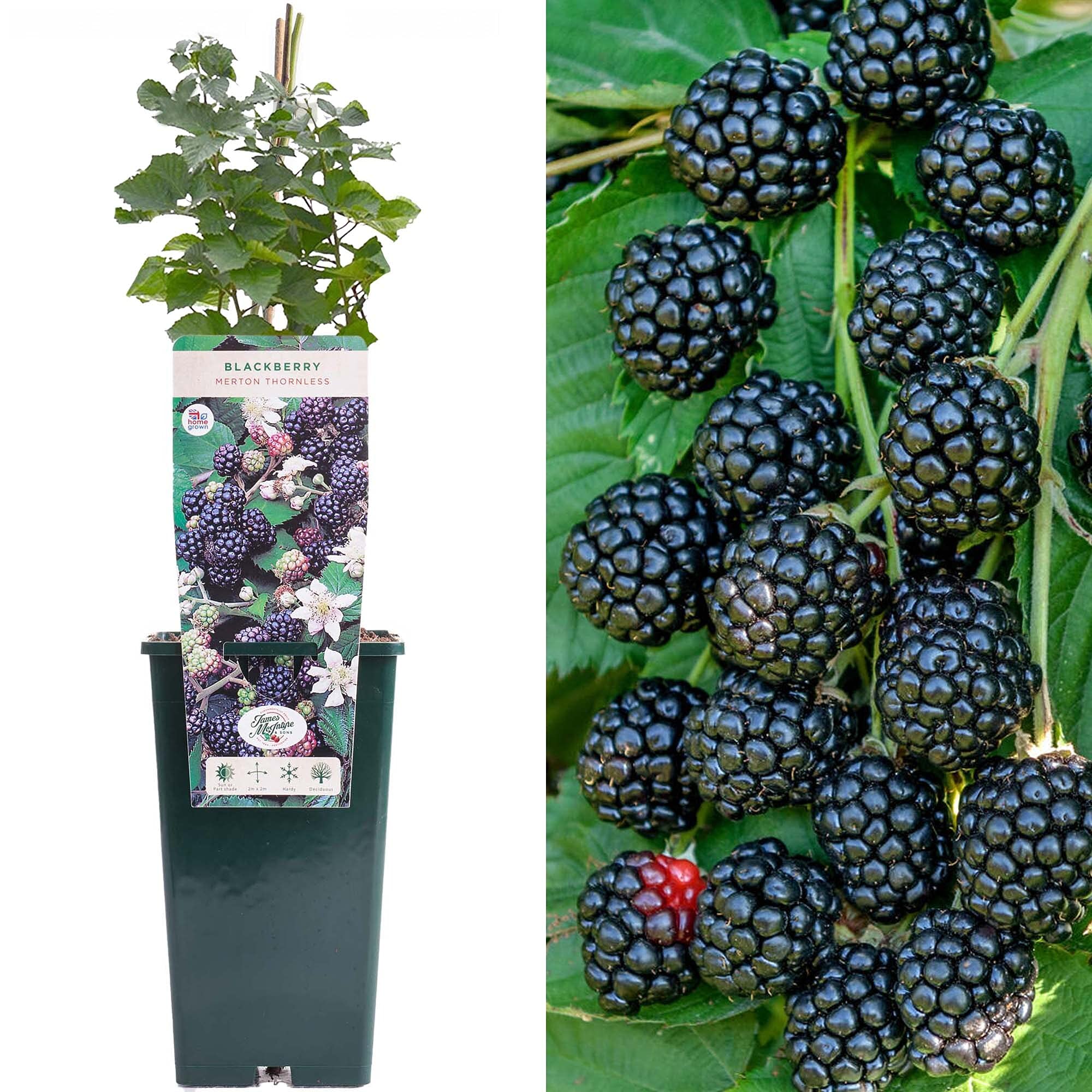 BlackBerry Rubus Merton Thornless | Deciduous Fruit Plant Shrub | 30-50cm Potted