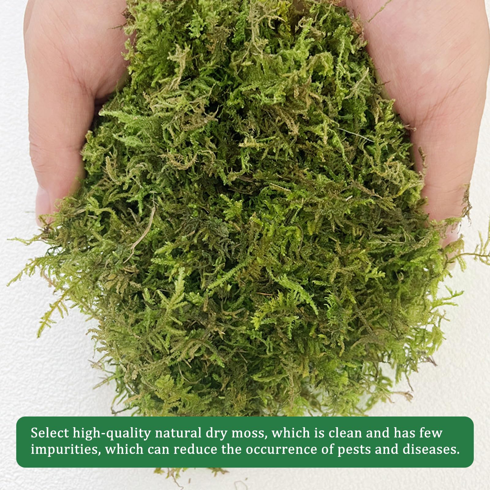 CONNECTION Sphagnum Mech dla Roślin 200g Naturalny Mech Torfowy Naturalny Sphagnum Mech dla Gadów Mech do Rękodzieła na Terrarium, Klatki dla Gadów, Gazony, Ogród, Rośliny Pokojowe, Dekoracja