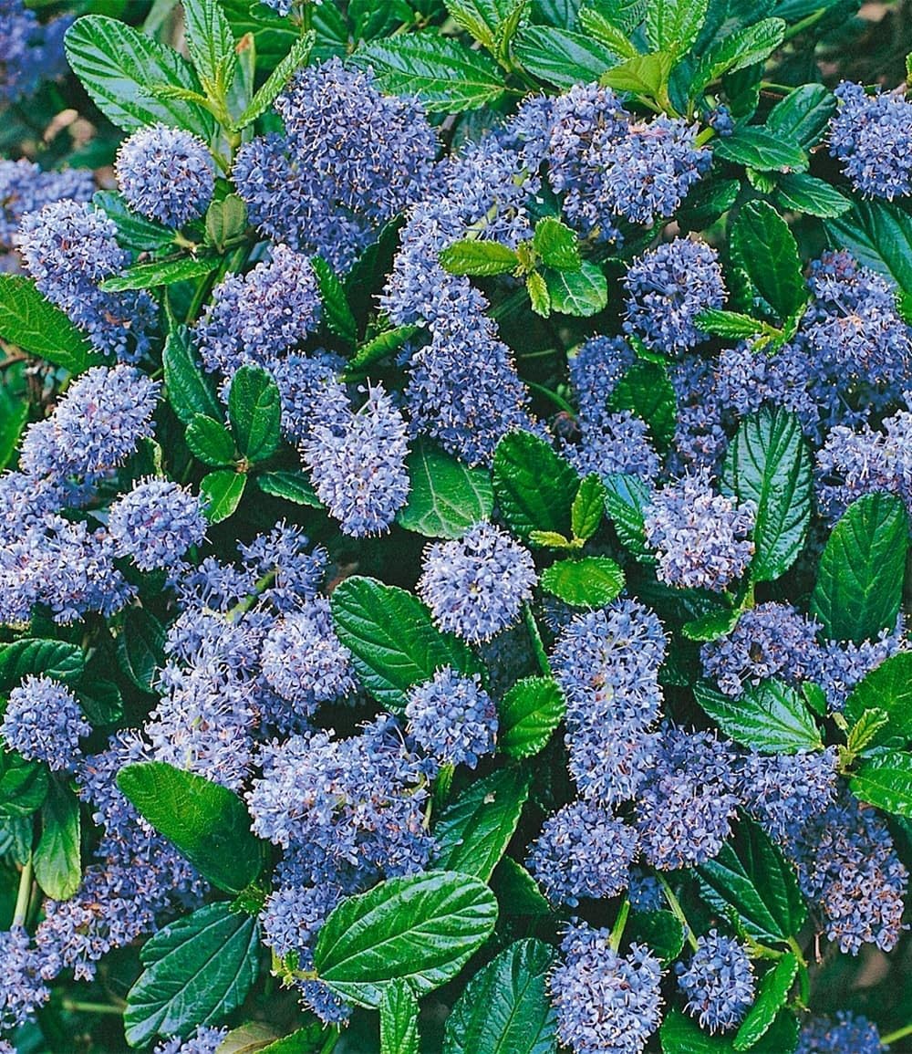 BALDUR Garten 1x Immergrüne Säckelblume Blauer Ceanothus 'Blue Mound', Pflanze im 13 cm-Topf, Kalifornischer Flieder winterhart, trockenresistent, pflegeleicht, Wasserbedarf gering, blühend
