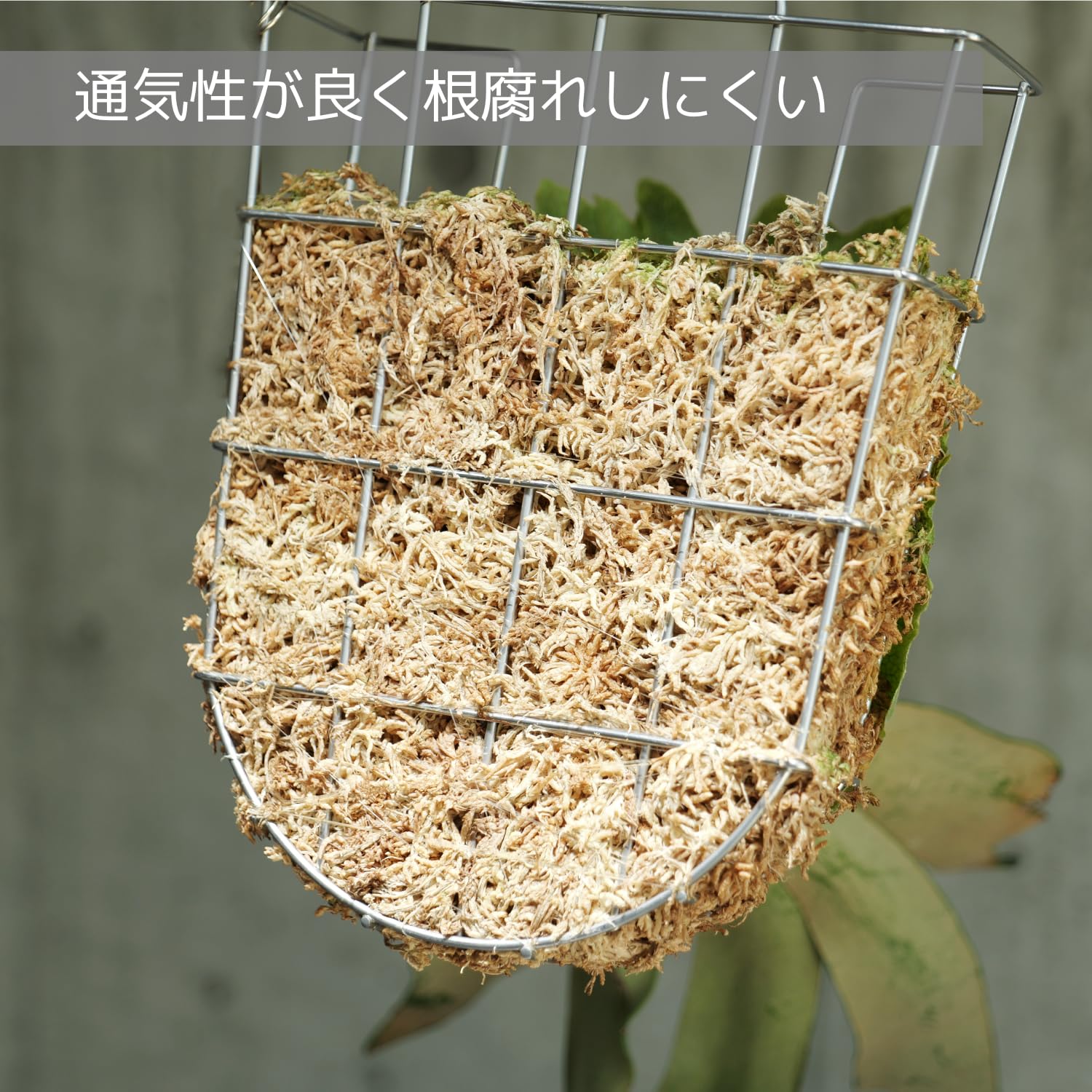 Amazon.co.jp: BIBILAB(ビビラボ) ビカクシダバスケット 3個セット