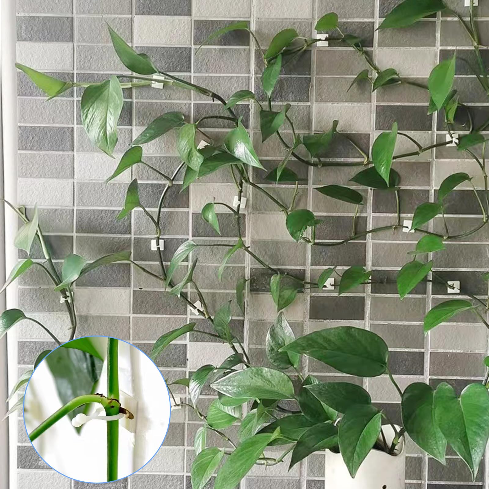 Clips muraux pour plantes grimpantes,crochet à boucle fixe auto-adhésif
