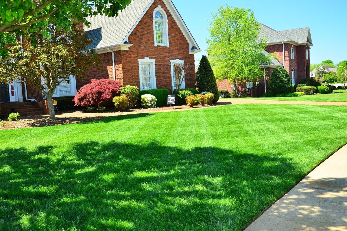 Mexican Grass Seed Lawn Pack Of 14000 Seeds (B0D4VHNKWK) Amazon Price History, Amazon Price Tracker