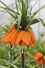 Fritillaria Crown Imperialis Aurora (Pack of 3 Bulbs) Frittilaria -