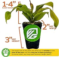 Vista 3 de Planta de jarra St. Gaya - Nepenthes carnívora de Wellspring Gardens - Jarrones únicos, fácil cuidado, planta de interior, impresionante planta