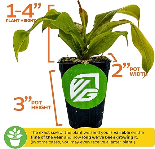 Miniatura 3 de Planta de jarra St. Gaya - Nepenthes carnívora de Wellspring Gardens - Jarrones únicos, fácil cuidado, planta de interior, impresionante planta