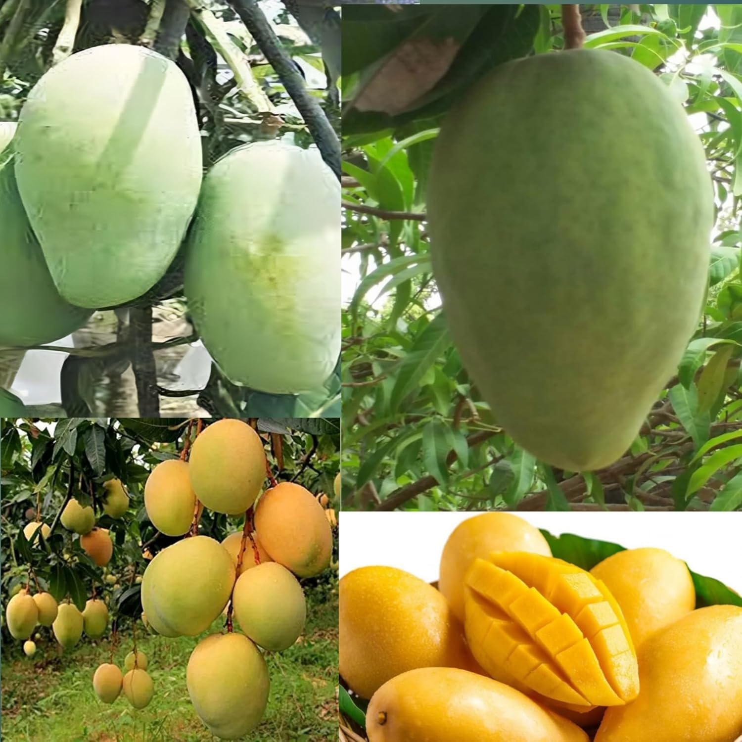 Pyanabi Combo 2 Sarauli Mango Tree + Noorjahan Mango Plant Grafted