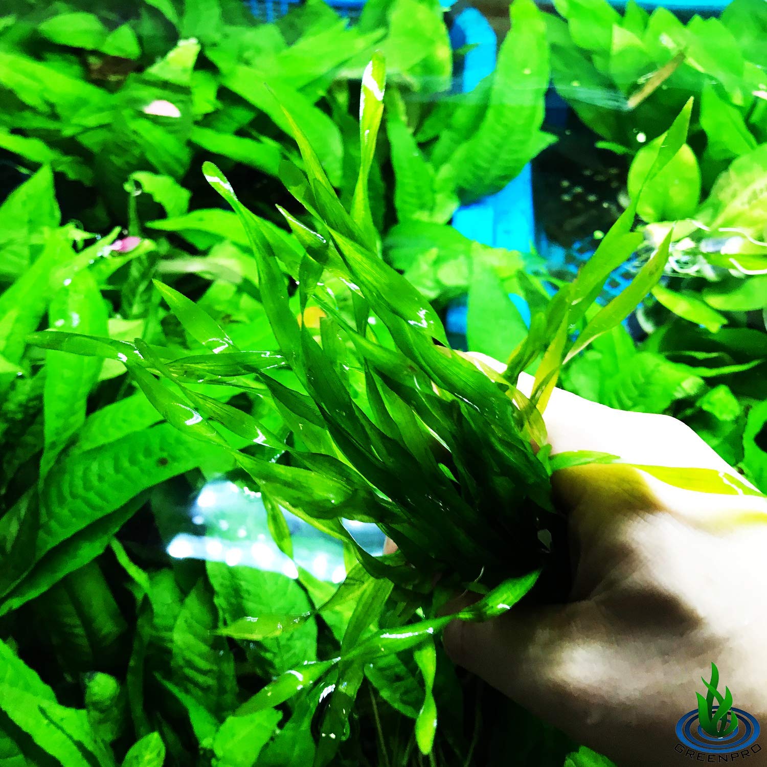 tanaman aquascape amazon