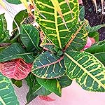 Review Image by Photoid Photoid