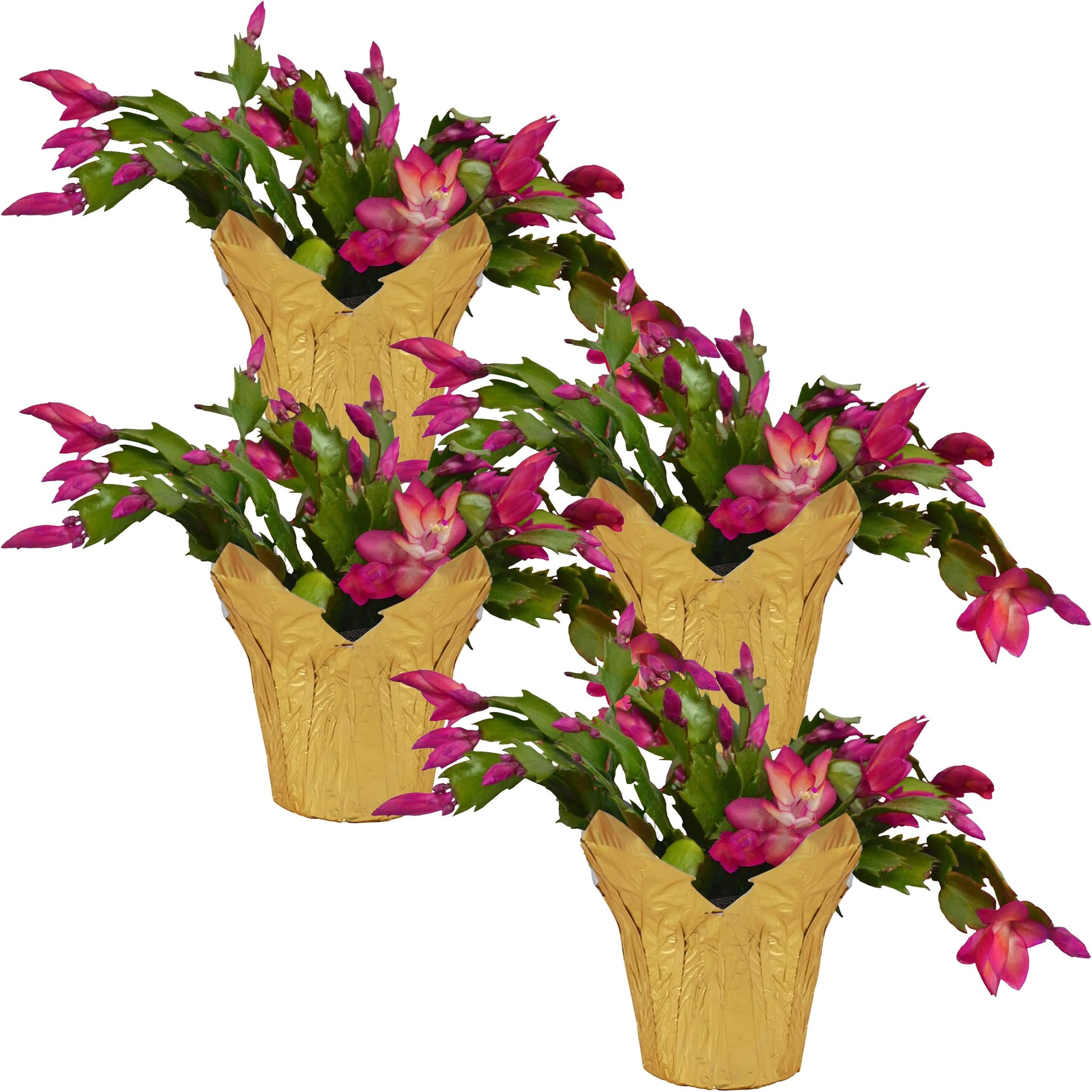 Live Flowering Thanksgiving/Christmas Cactus in Deco Cover - Red (4 Plants Per Pack), Beautiful Holiday Zygocactus, 5" Tall by 5" Wide