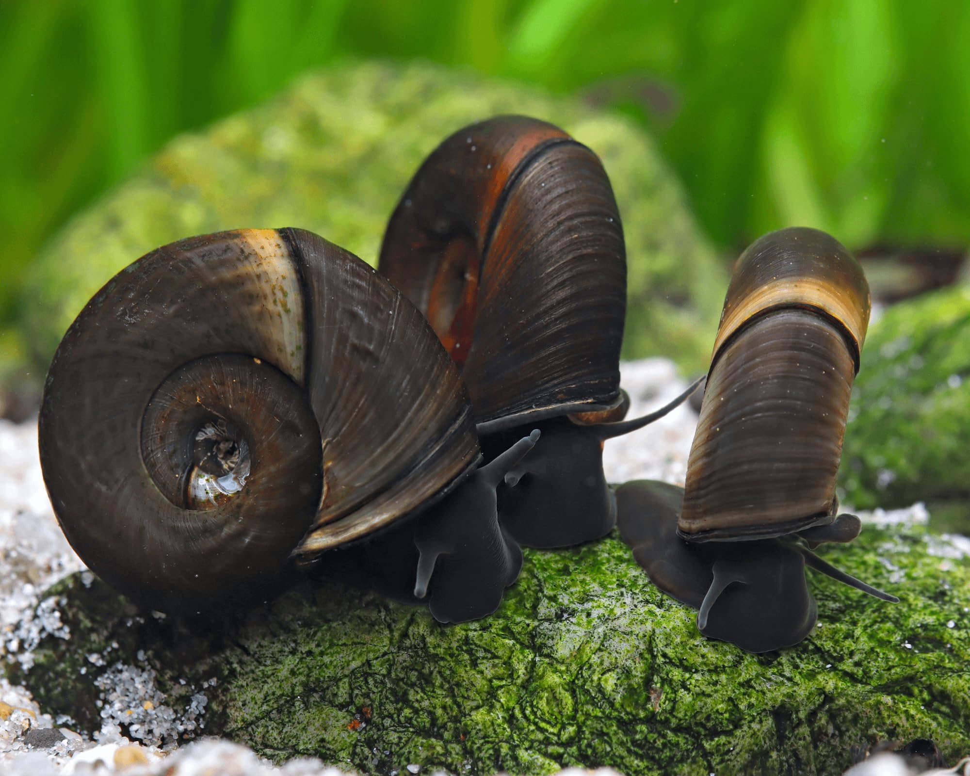 Garnelio 10x Teich Posthornschnecke - Planorbella duryi duryi - braune Posthornschnecke als Algenfresser & Putztrupp - friedliche Aquariumschnecke & Teichschnecke gegen Algen
