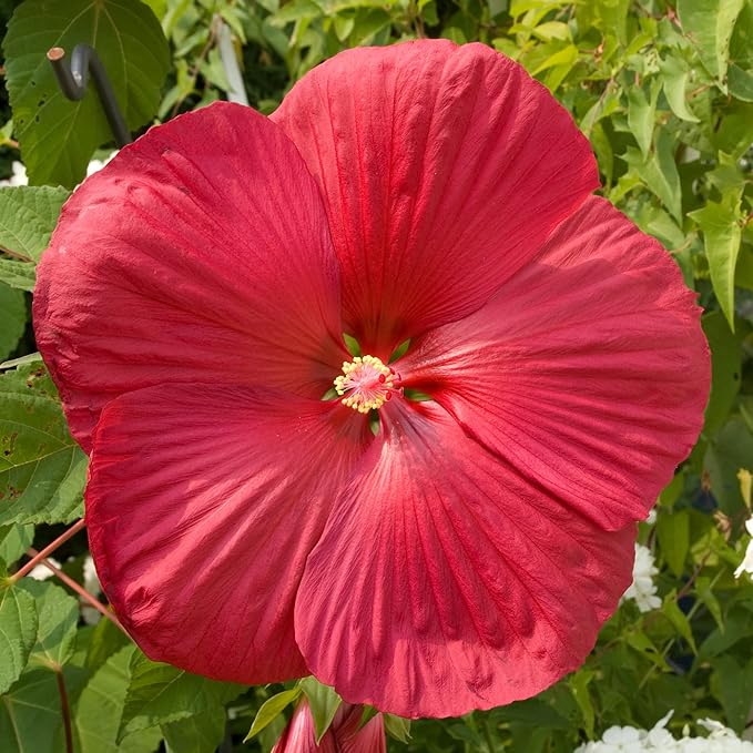 Red Dinner Plate Hibiscus Flower Seeds / Huge 1012 Inch