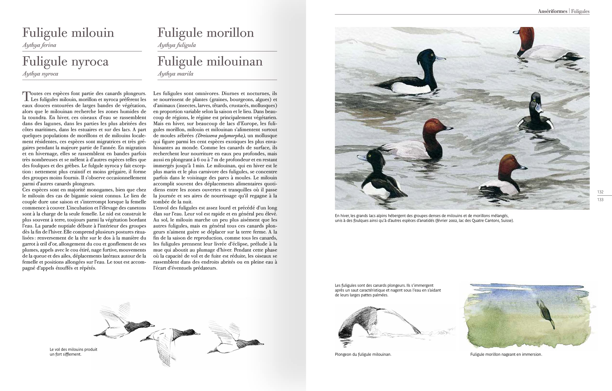 Comportement des oiseaux d'Europe
