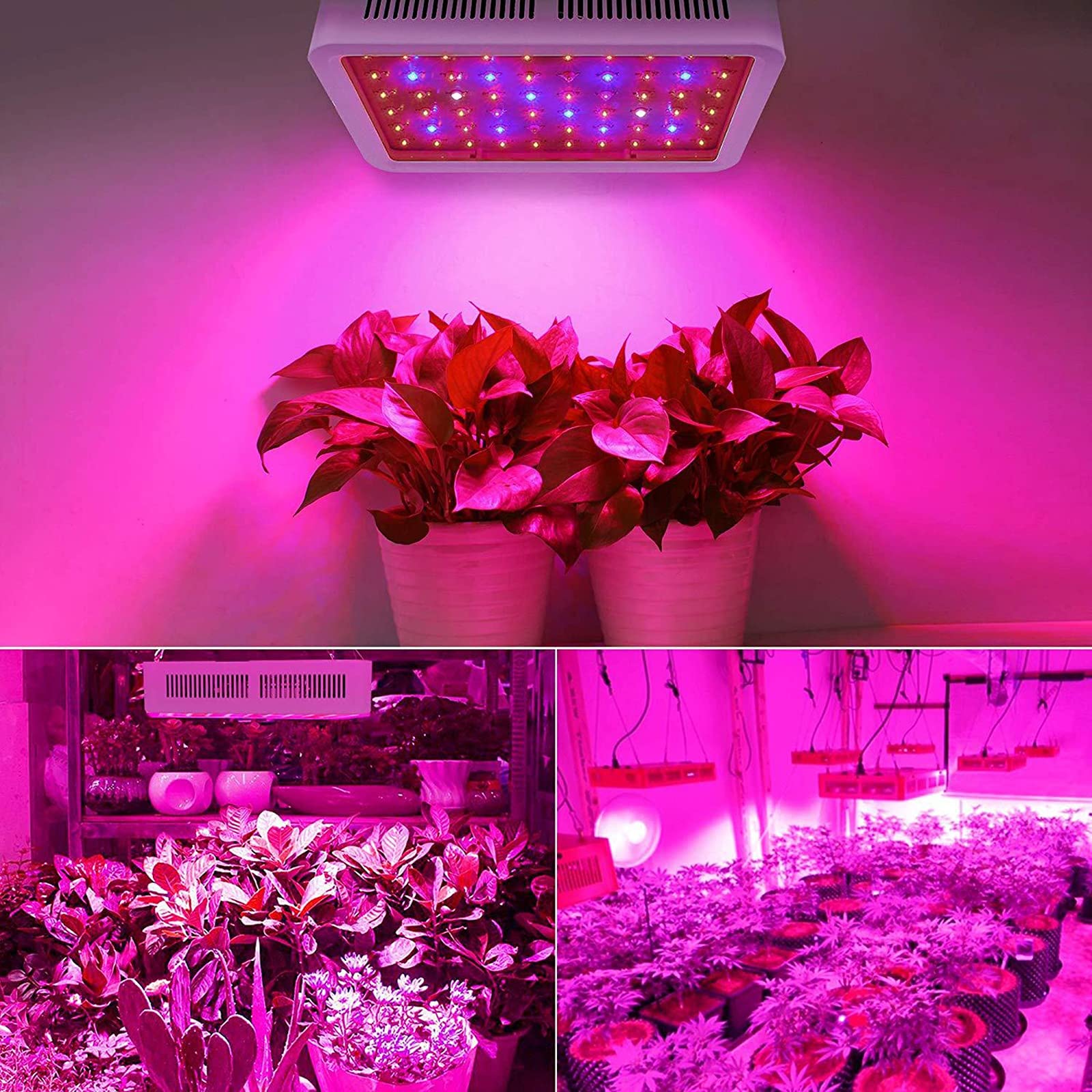 Luci LED per Piante, Crescita LED per Piante da Interni 600 W Luce per Piante da Interni Illuminazione a Spettro Completo per la Crescita di ortaggi e Fiori in Serre (Spettro Completo)