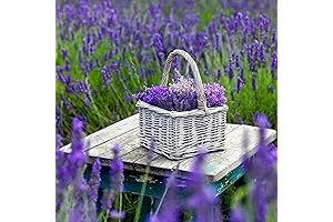 10000+ Premium English Lavender Vera Herb Flower Seeds - Plant to Beautify...