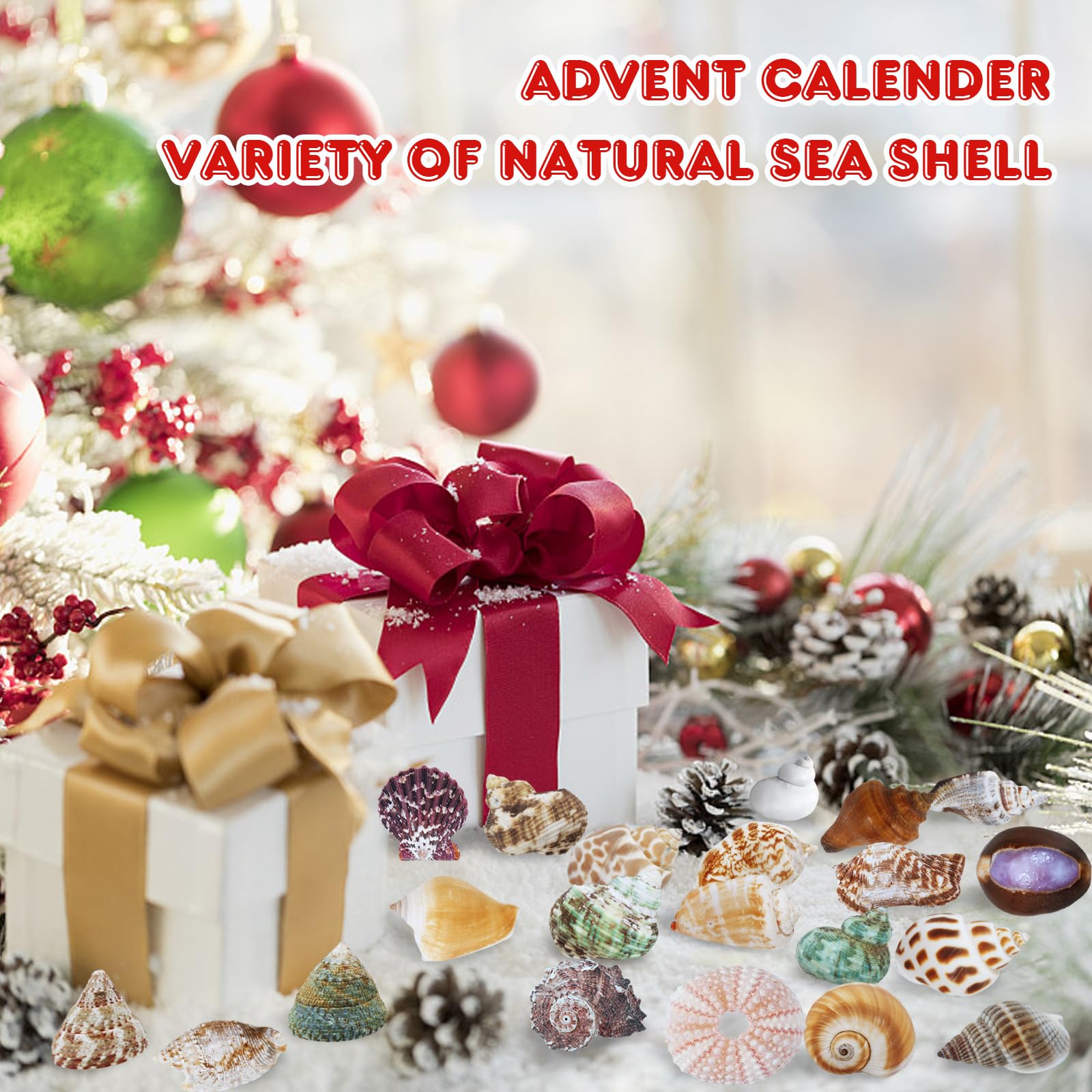 Aitsite Calendario dell'Avvento 2025 conchiglie, 24 giorni di conchiglie naturali calendario dell'Avvento, collezione di conchiglie appassionate calendario del conto alla rovescia per ragazzi ragazze
