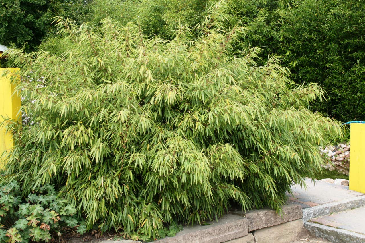 4 Stk. Bambus Fargesia rufa winterhart, immergrn und schnell-wachsend,  30/40 cm hoch, im Topf (4) : Amazon.de: Garten