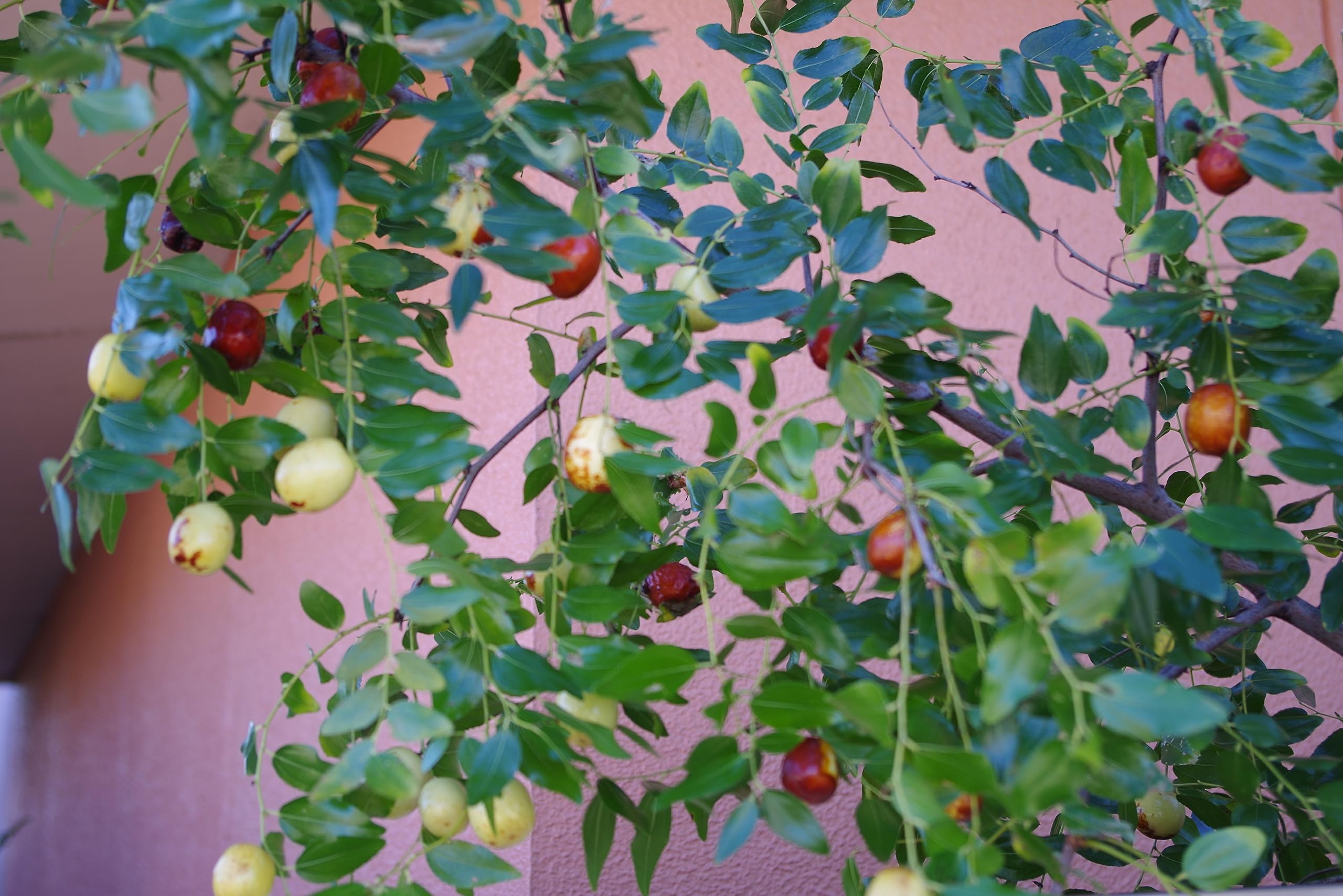 Amazon.co.jp: ナツメの木（なつめ）12cmポット苗1年生 : DIY・工具