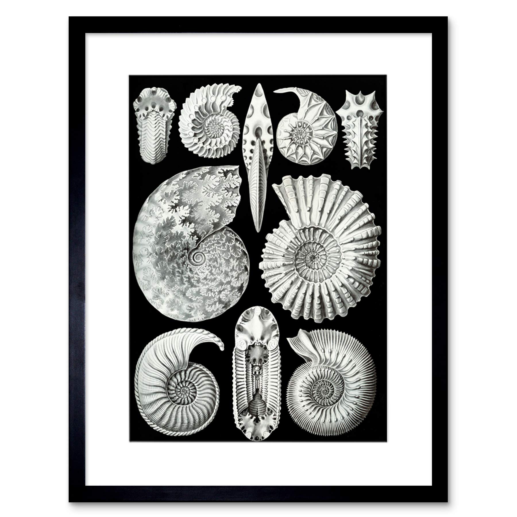 Wee Blue Coo Plate Ernst Haeckel Kunstformen Der Natur Ammonit Framed Wall Art Print