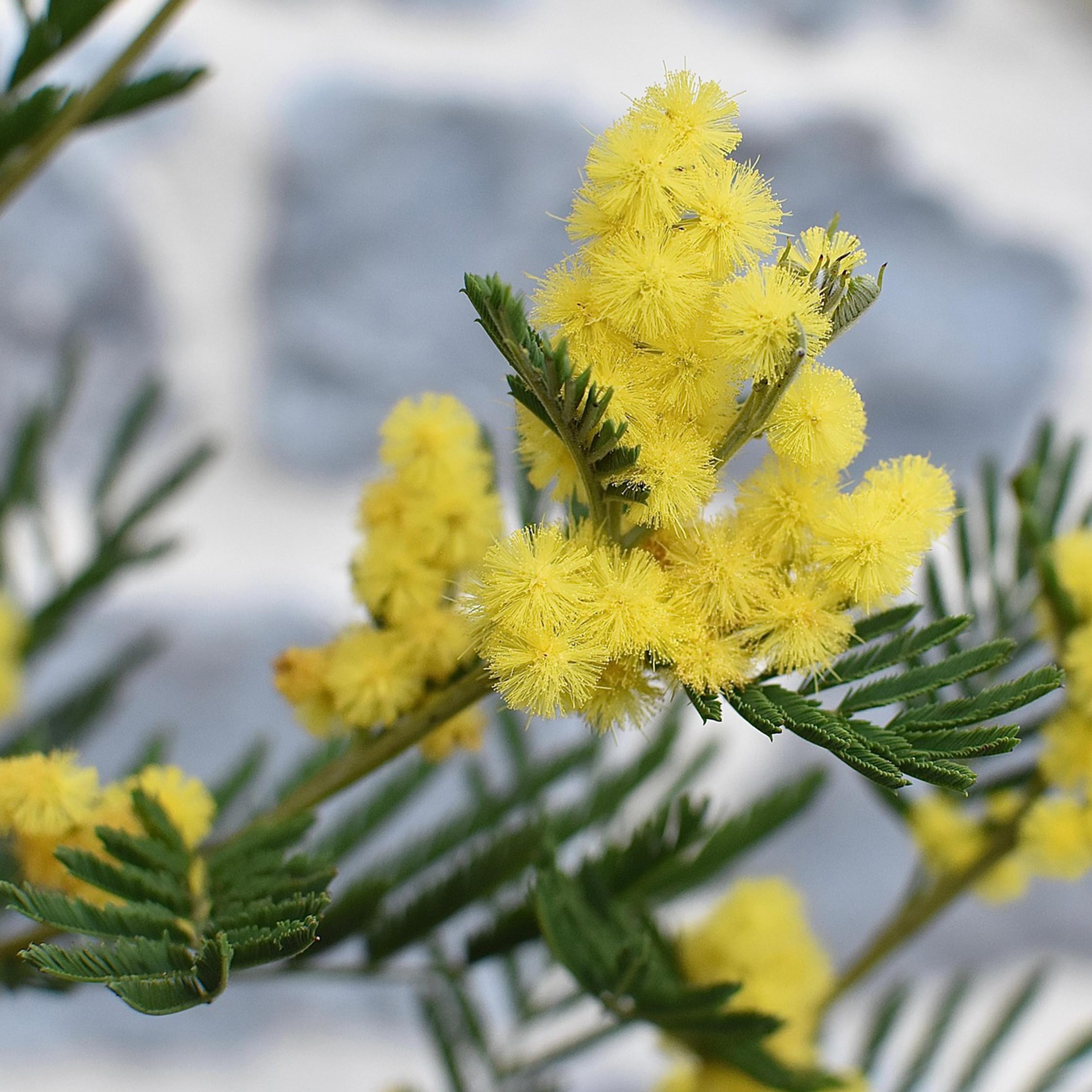 Plant in a Box - Akacja Srebrzysta - Acacia dealbata Mimosa - Zestaw 3 sztuk - Doniczka 9 cm - Wysokość 25-40cm - Rośliny ogrodowe