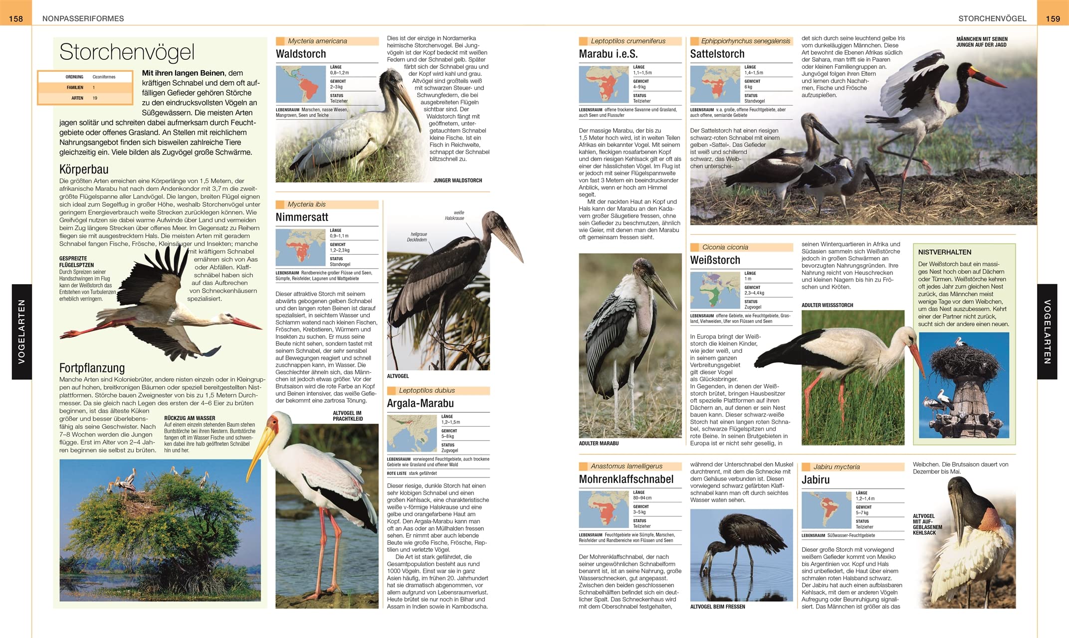 Vögel: Die große Bild-Enzyklopädie mit über 1200 Arten und 5000 Abbildungen (DK Bibliothek)