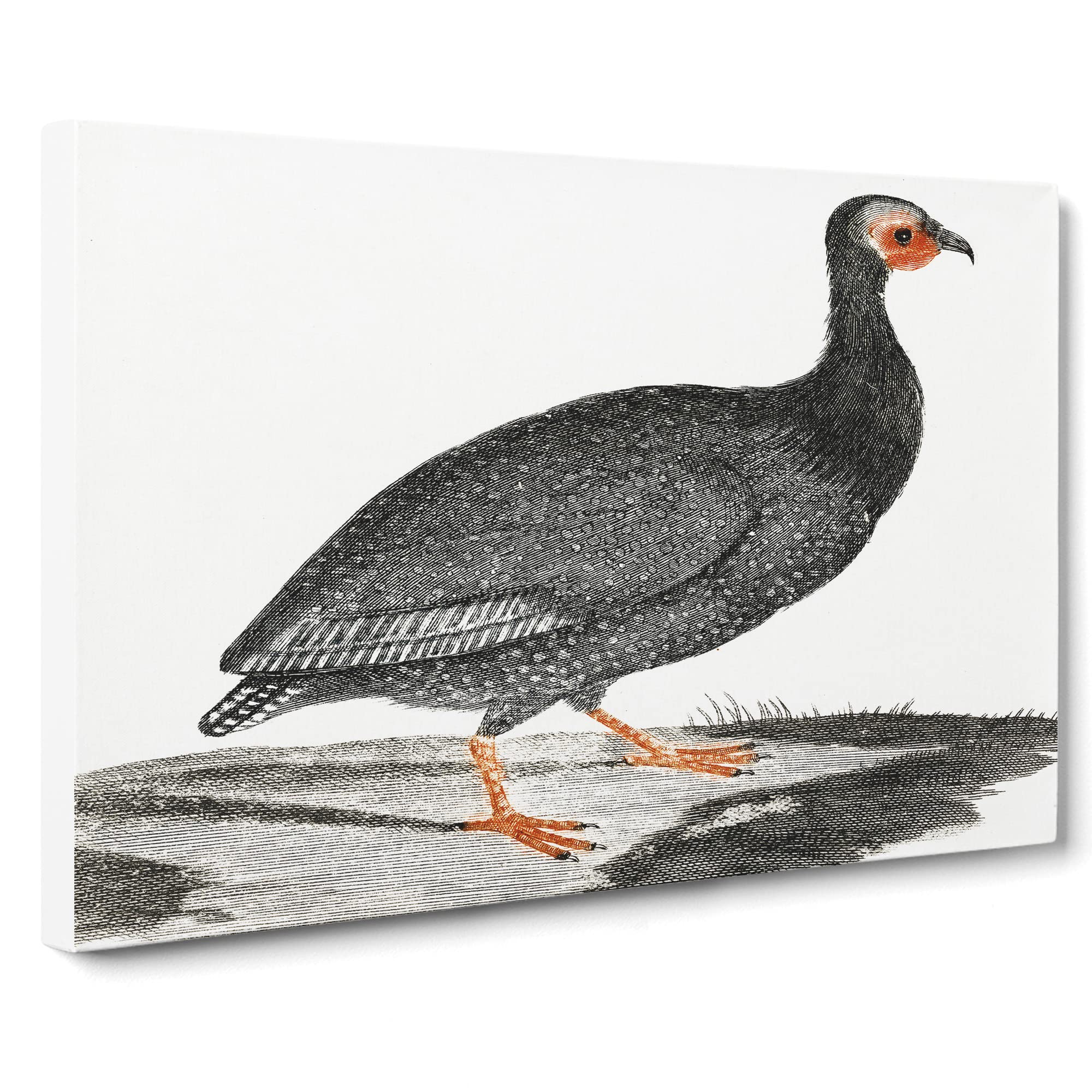 Guinea Fowl By Johan Teyler Canvas Print, Mixed, 25L x 50W cm