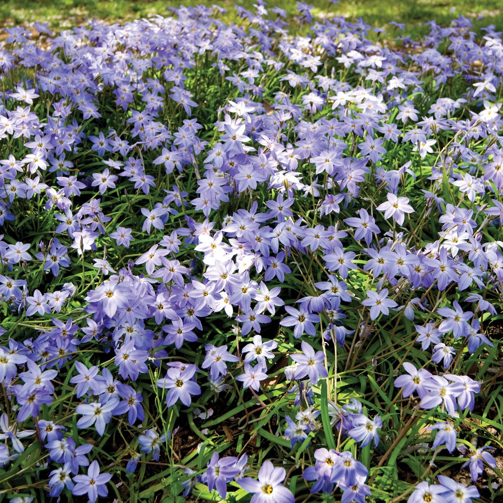 Starflower Ipheion Hardy Spring Flowering Bulb Collection Scented Multicolour Star Shaped Flower Mix Easy to Grow, 80 x Ipheion Mixed Bulbs by Thompson and Morgan