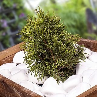 VELLES Piedras Blancas, Piedras Decorativas, Piedras Decorativas para Acuario, Piedras para Manualidades, Piedras Decorativas para jardín, Piedras Grandes, Color Blanco