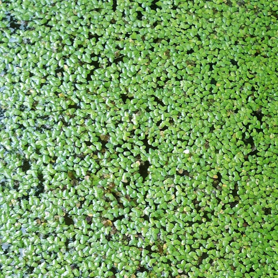 RUWAY Giant Duckweed (Spirodela Polyrhiza) | Live Floating Plants for Pond/Aquarium | Natural Biological Filter& Oxygenating Plant | Duckweed for Fish 1